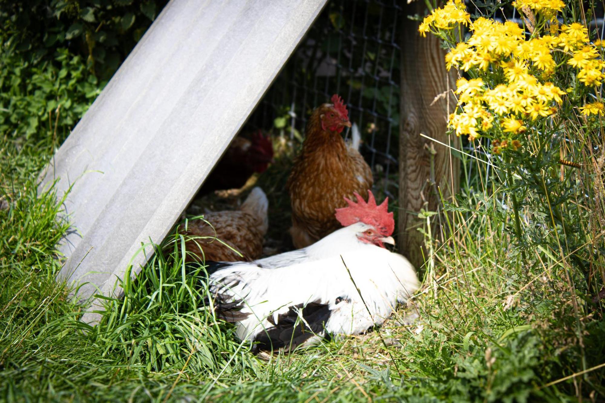 Home Farm & Lodge Bawtry Dış mekan fotoğraf